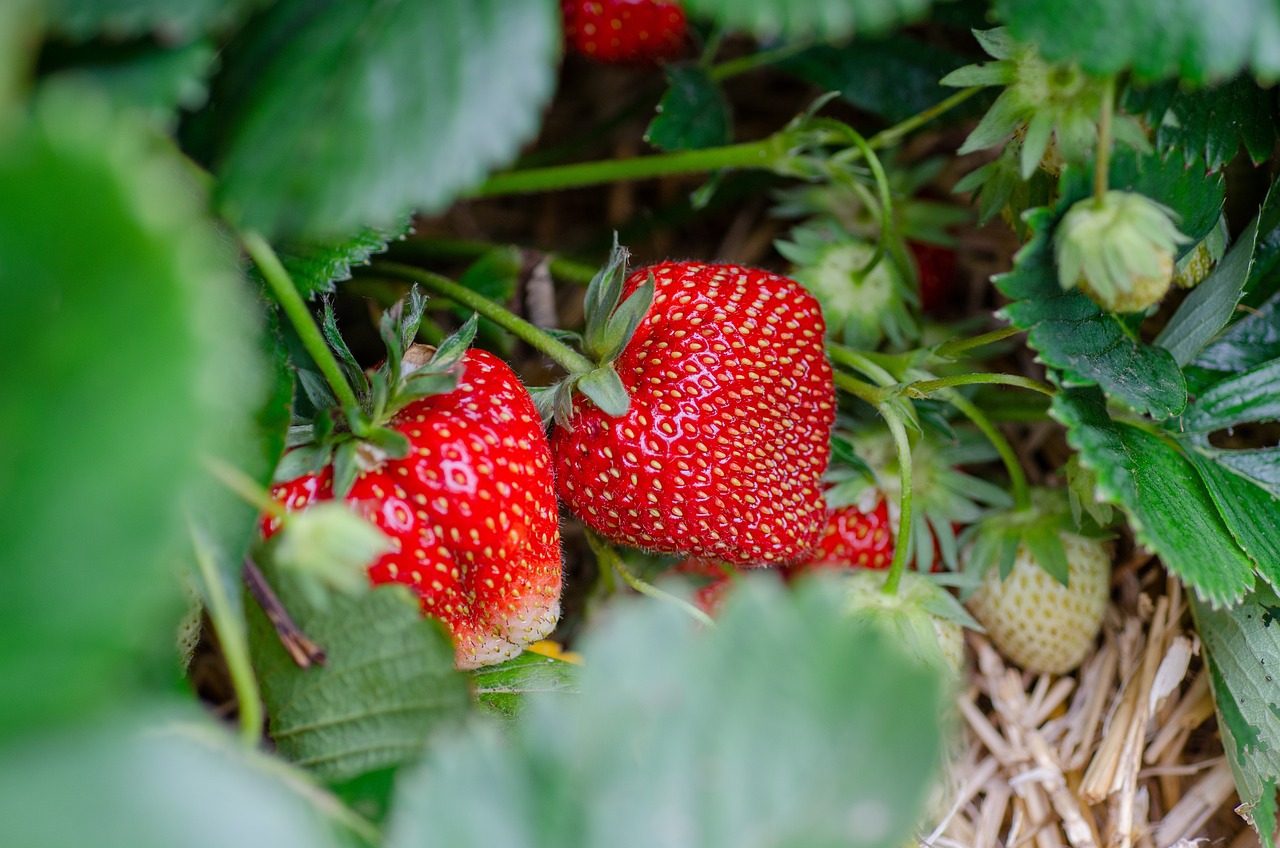 Cultivar Fresas en Casa: Una Aventura Dulce y Sencilla